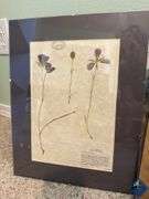 Assortment of Framed Prints