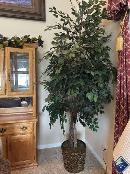 8ft Decorative Ficus Tree