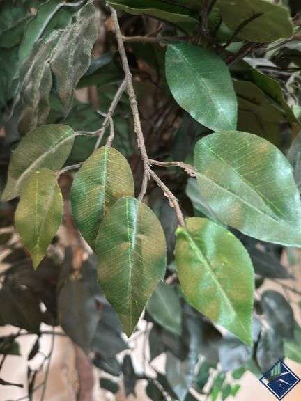 8ft Decorative Ficus Tree