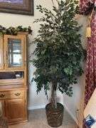 8ft Decorative Ficus Tree