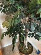 8ft Decorative Ficus Tree