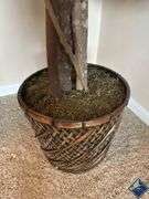 8ft Decorative Ficus Tree
