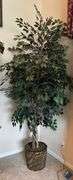 8ft Decorative Ficus Tree