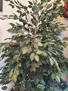 8ft Decorative Ficus Tree