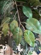 8ft Decorative Ficus Tree