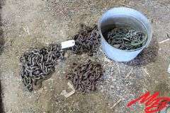 Asst Chains