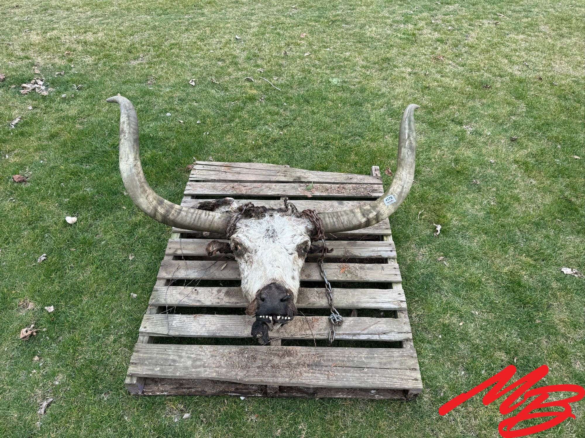 Cow Skull